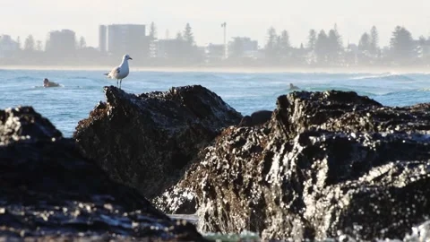 Surf over rocks 3,  Seagul 스톡 동영상 279203145