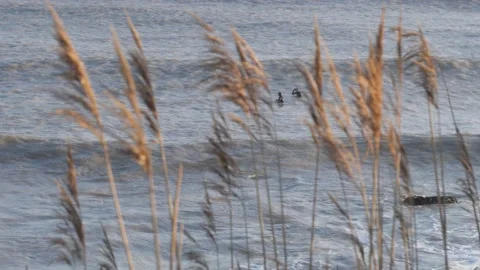 Surf set through sunlit reeds, pull-focus Stock Footage 238024236