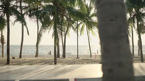 Surf Skate Board Stock Footage 147933580