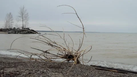 Surf. Waves run up to the beach where the tree is brought by the current. Vídeos de archivo 142878598