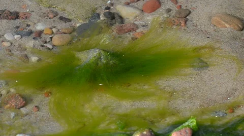 Surf wiggles algae on the bottom of the sea Video stock 43218725