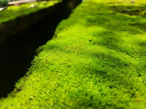 The Surface algae Foto stock