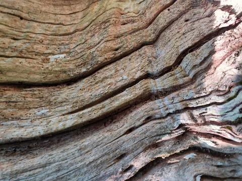 Surface of an ancient chestnut tree, Somiedo Natural Park, Asturias, Spain Stock Photos