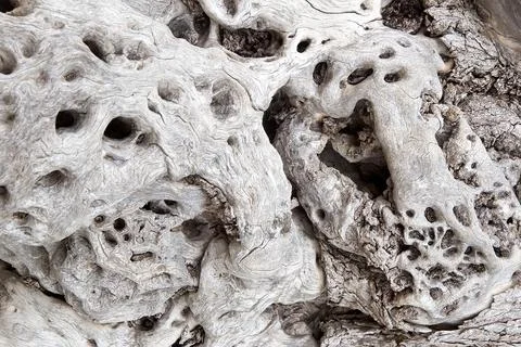 Surface of ancient olive trunk Stock Photos