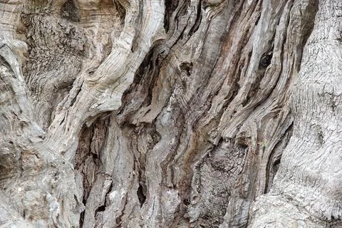 Surface of ancient olive trunk Foto stock