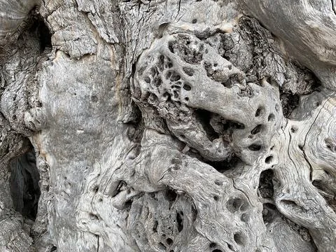 Surface of ancient olive trunk Stock Photos