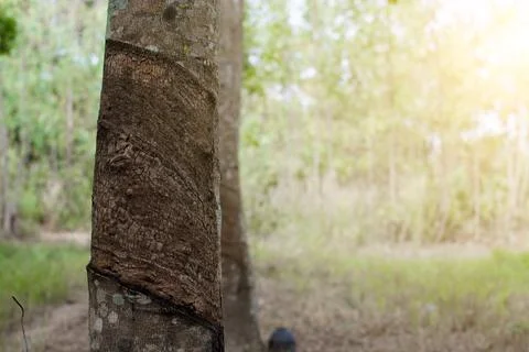 Surface and texture by tapping latex from rubber tree Stock Photos
