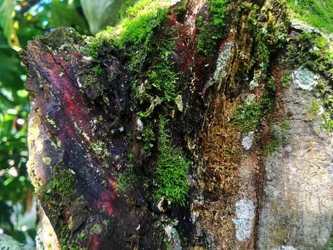 Surface of the bark of a cocoa tree Stock Photos