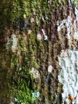 Surface of the bark of a cocoa tree Stock Photos