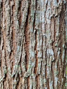 The surface of the bark has grooves showing the cracks in the bark. backgro.. Stock Photos