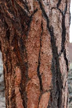 The surface of the bark of an old coniferous pine tree grown on volcanic la.. Stock Photos