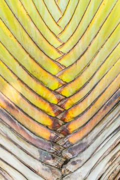 Surface of bark Stock Photos