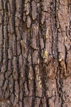 The surface of the bark Stock Photos