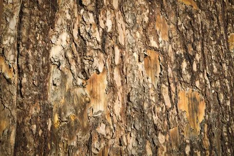 The surface of the bark of a tree Stock Photos