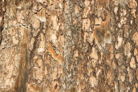 The surface of the bark of a tree Stock Photos