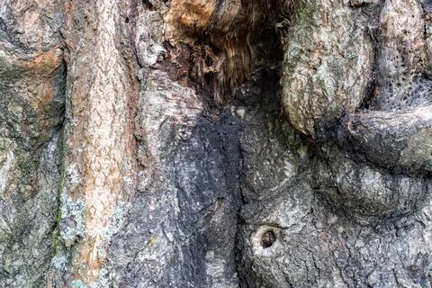 Surface of the bark of a tree. Stock Photos