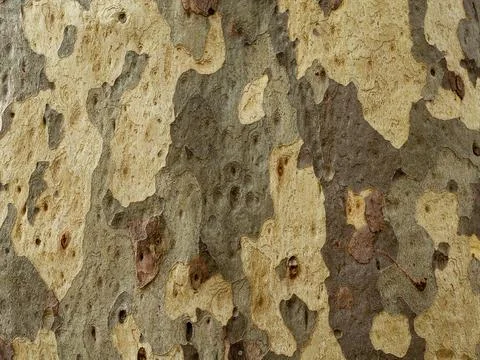 The surface of the bark of a tree trunk plane tree Stock Photos