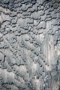 Surface bark of trees damaged by fire Stock Photos