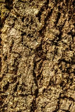 Surface bark wood texture. Old bark wood pattern background Foto stock