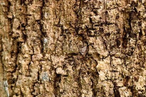 Surface bark wood texture. Old bark wood pattern background Foto stock