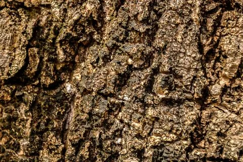 Surface bark wood texture. Old bark wood pattern background Stock Photos