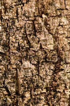 Surface bark wood texture. Old bark wood pattern background Stock Photos