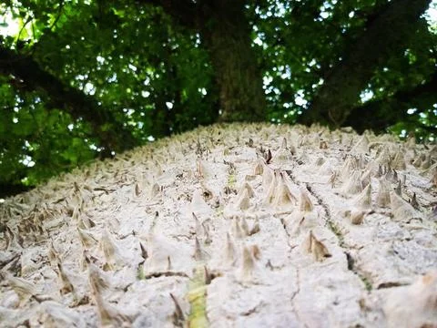 The surface of the boab tree's bark is uniquely thorn-shaped. Stock Photos