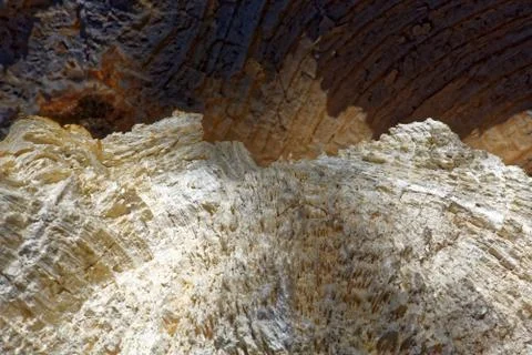 Surface of broken Acer platanoides stem. Stock-Fotos
