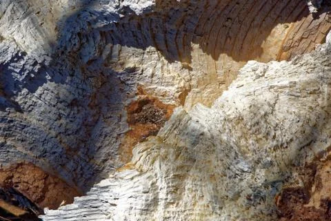 Surface of broken Acer platanoides stem. Stock Photos