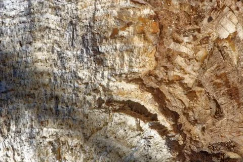 Surface of broken Acer platanoides stem. Stock Photos