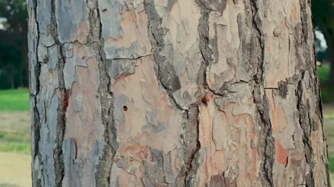 The surface of the brown tree bark close-up. Structural rough pine bark. Stockbeeldmateriaal 289565054