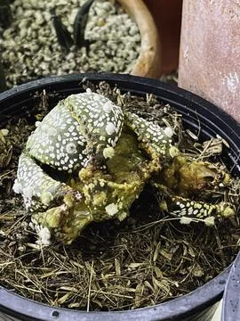 Surface of Cactus getting rotten and dead from fungal and bacteria d Foto stock