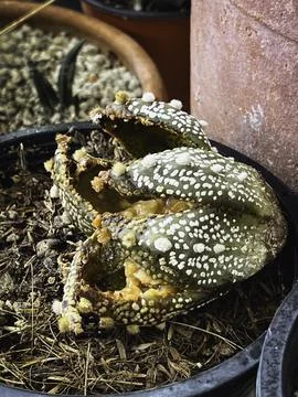 Surface of Cactus getting rotten and dead from fungal and bacteria d Foto stock