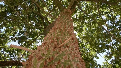 The surface of the Ceiba speciosa (or Chorisia speciosa) tree trunk with many sp Stock Footage 137770036