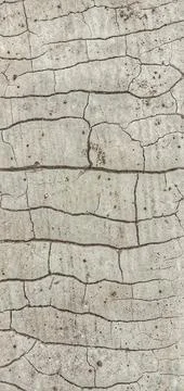 The surface of the cement plaster is cracked Foto stock