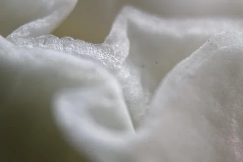 Surface of the chopped cabbage Foto stock