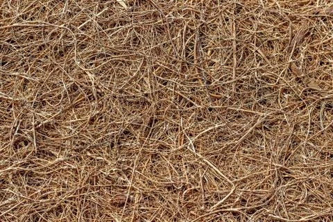 Surface of coconut fiber. Texture or background. Stock Photos