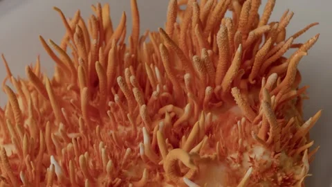 Surface Complexity of Cordyceps Militaris During Gentle Rotation Stock Footage 331572964