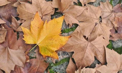 Surface covered with dry tree leaves with a different color Stock Photos