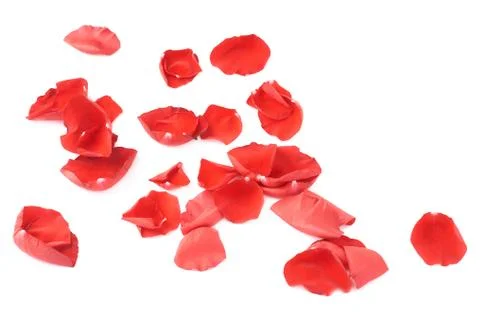 Surface covered with rose petals Stock Photos