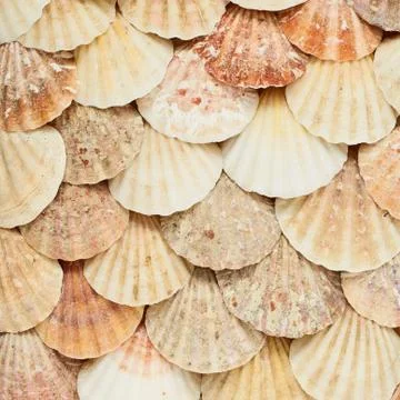 Surface covered with shells Stock Photos