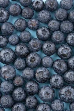 Surface is covered with a thick layer of blueberries, moorland harvest. Natur Stock Photos