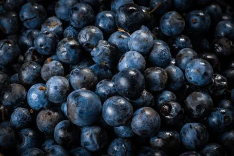 Surface is covered with a thick layer of blueberries. Stock Photos