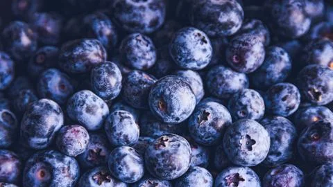 Surface is covered with a thick layer of blueberries. Natural background. Vac Stock Photos