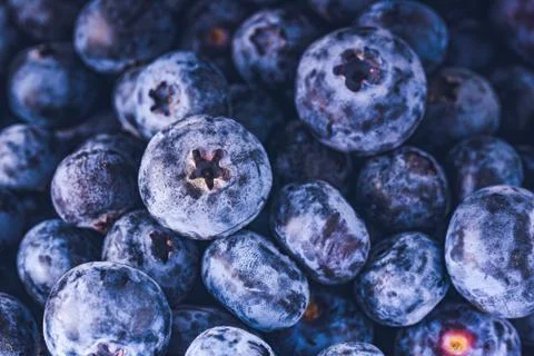 Surface is covered with a thick layer of blueberries. Natural background. Vac Stock Photos