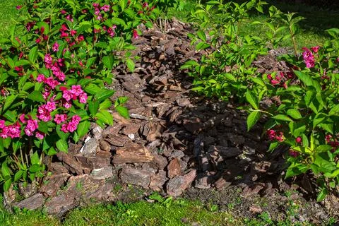 Surface covering of the soil with mulch to protect. Stock Photos