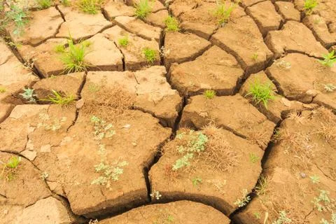 Surface crack of  soil in arid area Foto stock