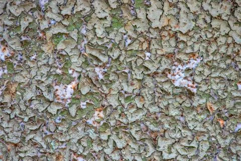 Surface with cracked paint Stock Photos