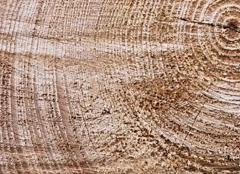Surface of a cut tree trunk Stock Photos