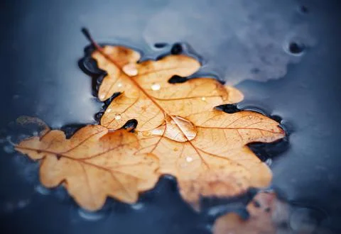 On the surface of the dark puddle are dry oak leaves, on which water drops af Stock Photos